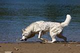 SIBERIAN HUSKY 555